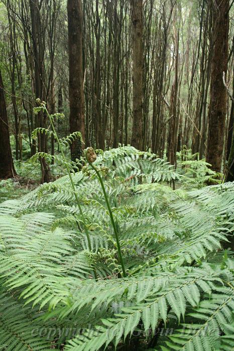 Ferns, Olinda Arboretum.JPG